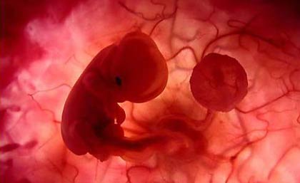 www.mallorcadiario.com wp content uploads sites 2 2010 12 tasabortos