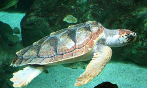 www.mallorcadiario.com  fotos 1 uploads 2011 08 tortuga caretta
