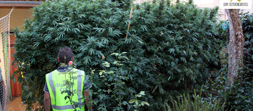 www.mallorcadiario.com  fotos 1 uploads 2011 09 Cannabis Arta