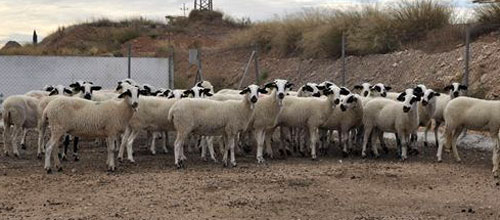 www.mallorcadiario.com  fotos 1 uploads 2011 09 cabras web