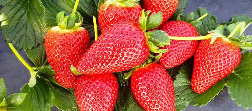 www.mallorcadiario.com  fotos 1 uploads 2011 10 fresas web