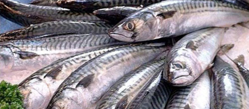 www.mallorcadiario.com  fotos 1 uploads 2011 11 caballa pescado web