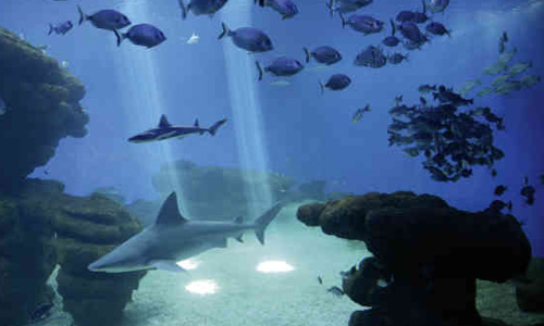 www.mallorcadiario.com  fotos 1 uploads 2011 11 palma aquarium para web