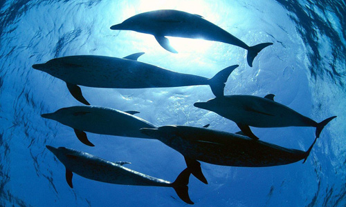 www.mallorcadiario.com  fotos 1 uploads 2011 12 delfines para web