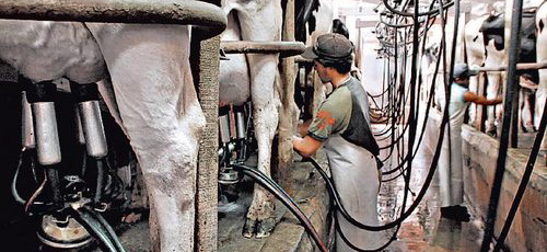 www.mallorcadiario.com  fotos 1 uploads 2011 12 vacas para web