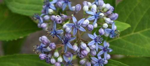 www.mallorcadiario.com  fotos 1 uploads 2012 02 Chang Shan web