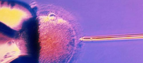www.mallorcadiario.com  fotos 1 uploads 2012 03 fertilidad web