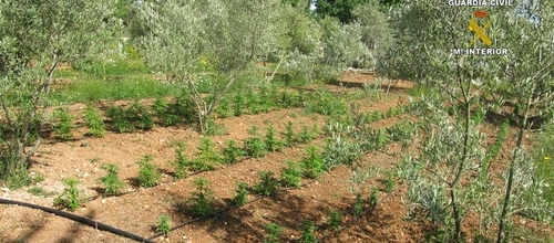 www.mallorcadiario.com  fotos 1 uploads 2012 05 marihuana inca ok1