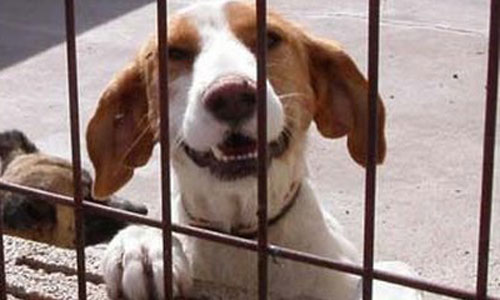 www.mallorcadiario.com  fotos 1 uploads 2012 06 animales para web