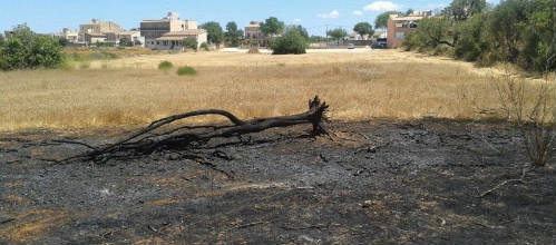 www.mallorcadiario.com  fotos 1 uploads 2012 07 INCENDIO llucmajor col1 ok