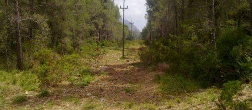 www.mallorcadiario.com  fotos 1 uploads 2012 07 limpieza red electrica col1 ok