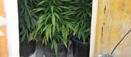 www.mallorcadiario.com  fotos 1 uploads 2012 07 marihuana arta col1 ok