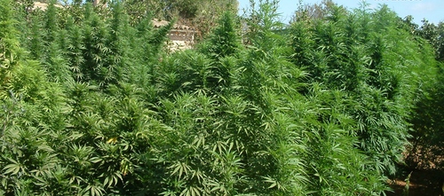 www.mallorcadiario.com  fotos 1 uploads 2012 08 marihuana manacor col1 ok