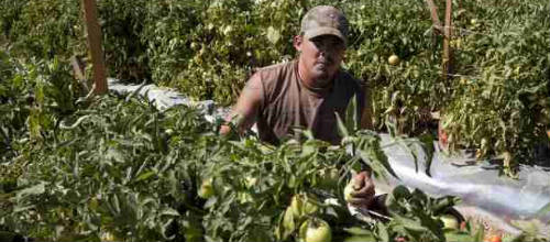 www.mallorcadiario.com  fotos 1 uploads 2012 08 trabajador ilegal col1 ok