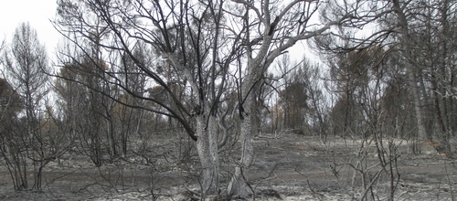 www.mallorcadiario.com  fotos 1 uploads 2012 09 xor 1 arbres col1 ok