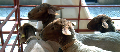 www.mallorcadiario.com  fotos 1 uploads 2012 12 ovejasok