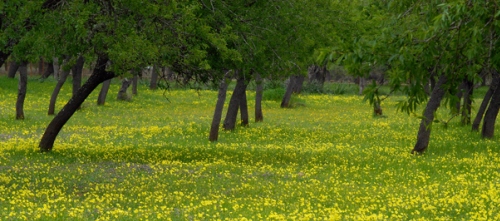 www.mallorcadiario.com  fotos 1 uploads 2013 01 arboles col1 ok