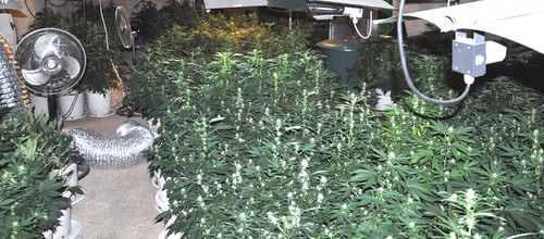 www.mallorcadiario.com  fotos 1 uploads 2013 02 Marihuana arenal col1 ok