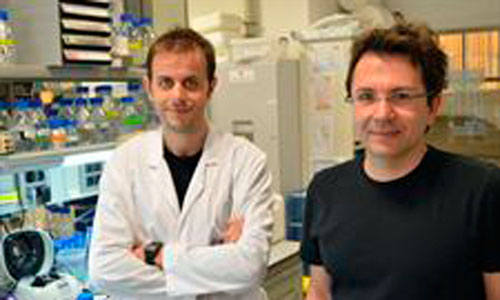 www.mallorcadiario.com  fotos 1 uploads 2013 02 cancerok