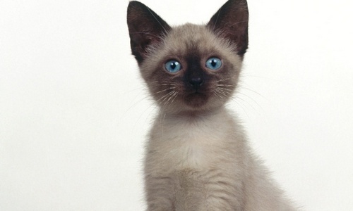 www.mallorcadiario.com  fotos 1 uploads 2013 02 gato siames col2 ok