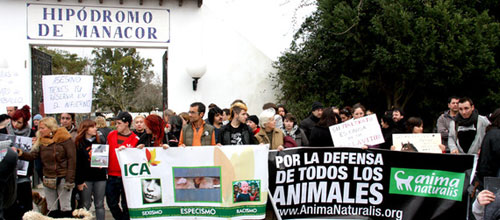 www.mallorcadiario.com  fotos 1 uploads 2013 03 cavallok
