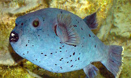 www.mallorcadiario.com  fotos 1 uploads 2013 03 especiesok