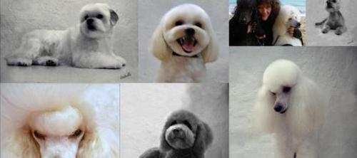 www.mallorcadiario.com  fotos 1 uploads 2013 04 peluqueria canina col1ok