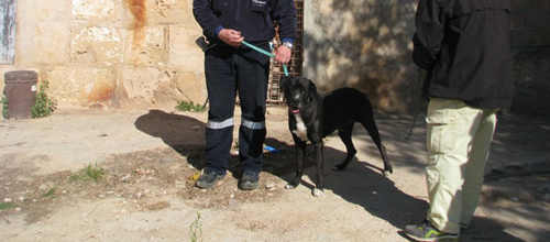 www.mallorcadiario.com  fotos 1 uploads 2013 04 perros3col1