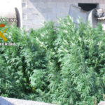 marihuana-inca