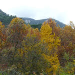oto&ntilde;o