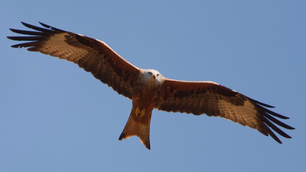 Milana volando