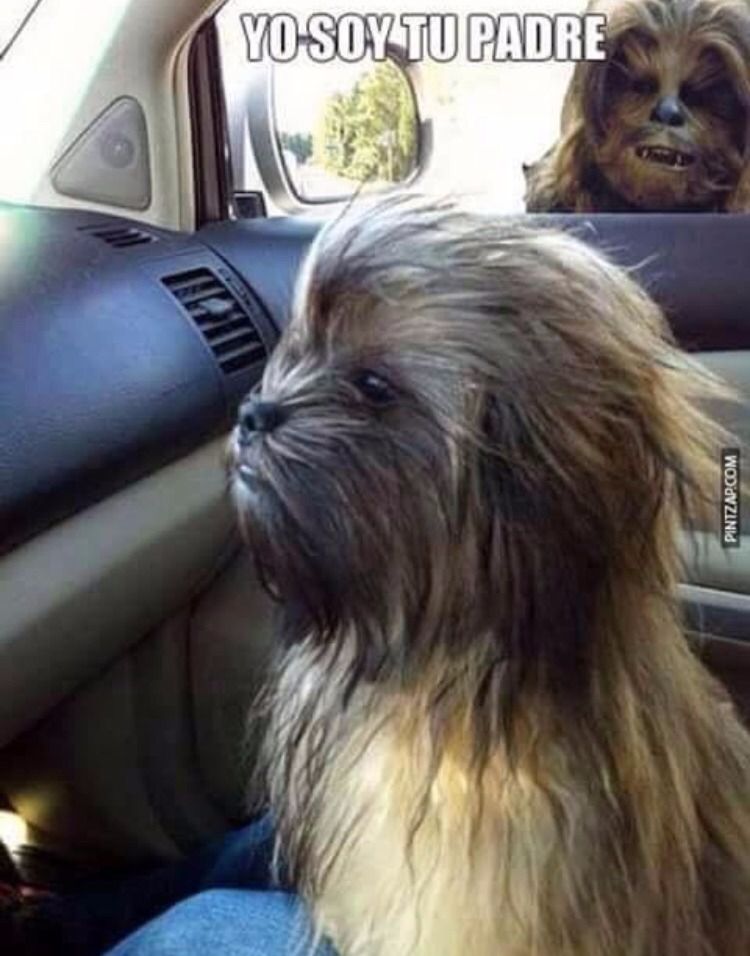 Chewbacca