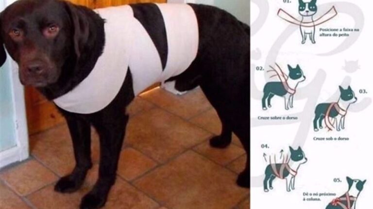 Vendaje antiestrés animales