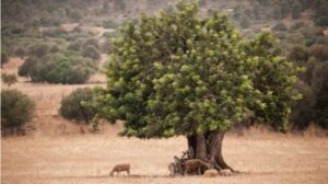 Campo Mallorca
