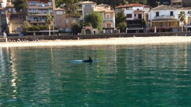 Delfin Soller