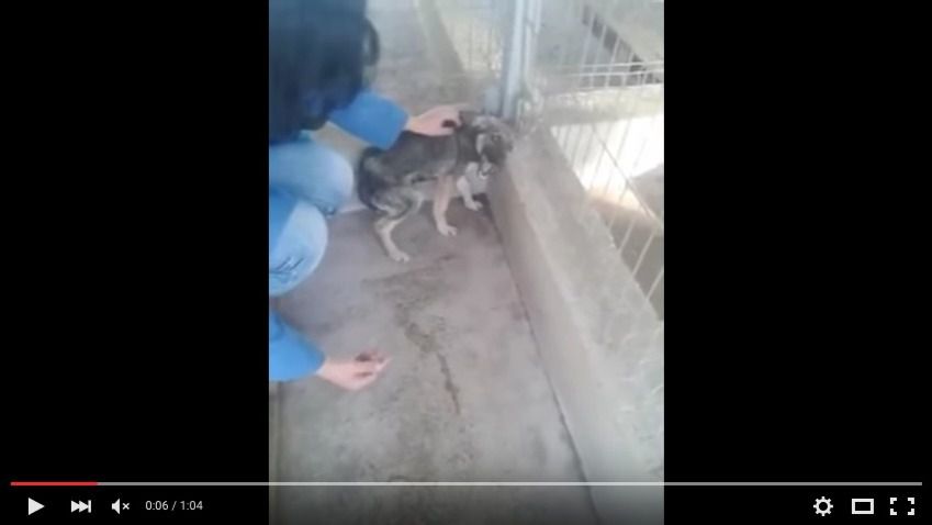Caricias perro maltratado