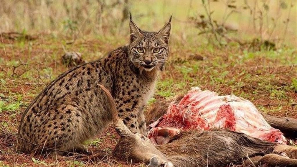 Lince ibérico
