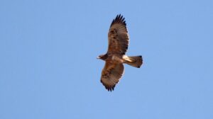 &Aacute;guila perdicera nacida en Mallorca