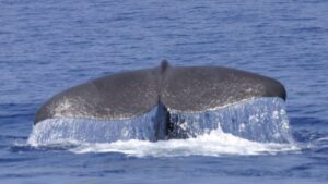 El Mediterr&aacute;neo occidental alberga unos 400 de estos cet&aacute;ceos