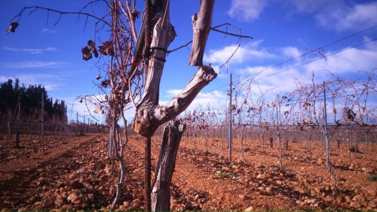 Bodegas Jose Luis Ferrer 3