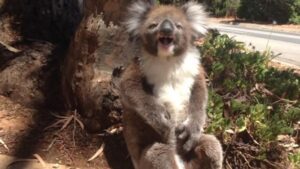 koala enfadado