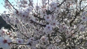 flor de almendro