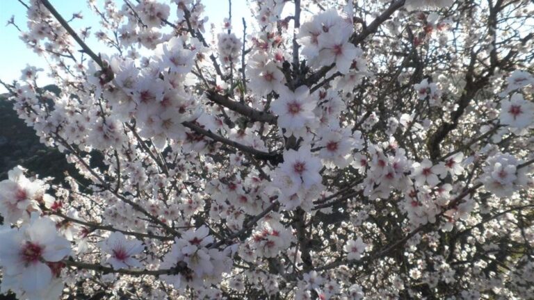 flor de almendro