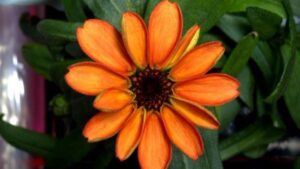 Flor en el espacio