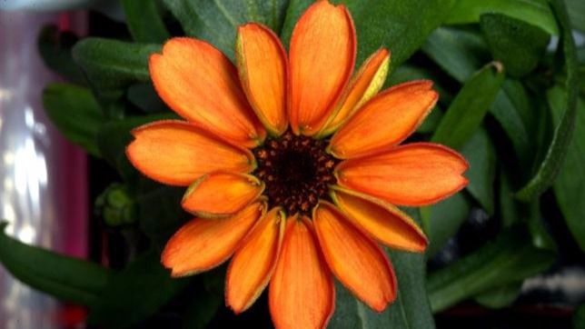 Flor en el espacio