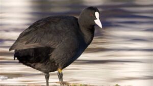 aves s'albufera