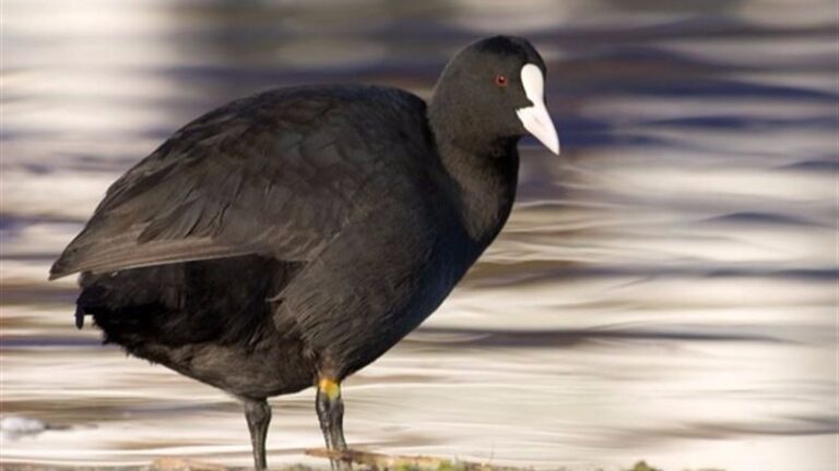 aves s'albufera