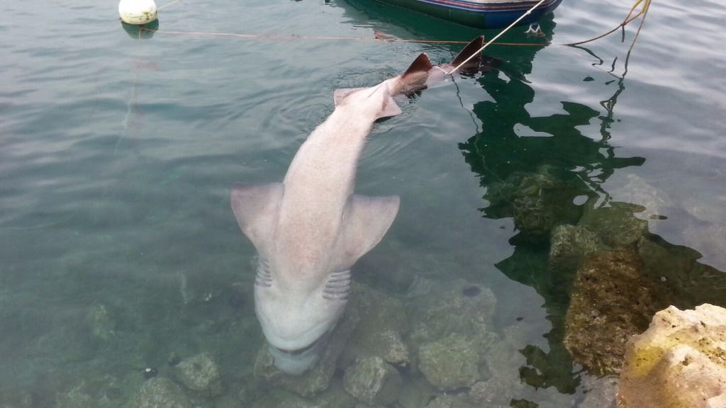 tiburon puerto maó