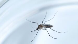 Mosquito zika