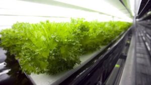 robots agricultura